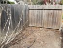 backyard cleanup after 2